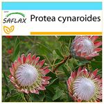 SAFLAX - Gift Set - Giant King Protea - 5 Seeds - Protea cynaroides