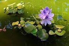 Water Hyacinth Floating Pond Plant 