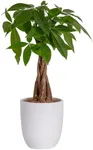 Costa Farms Money Tree, Easy Care I