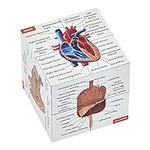 Human Anatomy Study Cube | Study 9 
