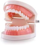 Standard Teeth Model, Teeth Brushing Mode for Kids Dental Teeth Model Teaching Study Supplies