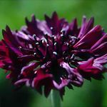 Welldales 50 Black Ball Cornflower Seeds Dark Crimson Centaurea Cluster Flower Perennial