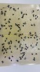 Fly Traps