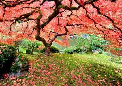 Peter Pauper Press Japanese Maple Tree 1000 Piece Jigsaw Puzzle