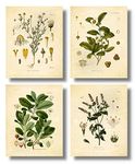 Ink Inc. Vintage Botanical Prints | Tea Wall Art Tea, Mate, Chamomile, Mint | Set of 4 8x10 Unframed