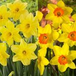 30 Small-Cupped Daffodil Bulbs – Spring Blooming Perennials with Bright Yellow Petals and Orange Centres – Cultivated for UK Gardens and Climate Conditions