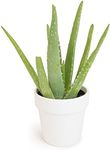 Aloe Vera Plant Live Succulent Plan