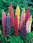 Russell Lupine Mixed Seeds Colorful Perennial Wildflowers -5g