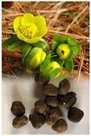 GARTHWAITE NURSERIES® : - UK Stockist : - 100 Eranthis Hyemalis Bulbs (Winter Aconites) Bright Yellow Flowers Hardy Spring Garden Perennial