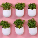 BLUME Bubble Medium Wall Hanging Planters| Hanging Flower Pot | Hook Hanging Plastic Plant Pot Container Set for Indoor, Outdoor Living, Home,Nursery Pots Gardening - Set of 6