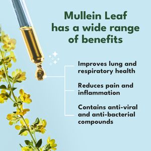 Mullein Leaf Extract High Strength Supplement – Herbal Support