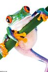 Tree Frog Wall Poster