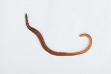 Livefoods4u Live Medium Dendrobaena Worms Approx 15 (70-90mm) - Live Food for Reptiles and Amphibians and Fishing Bait | Livefood