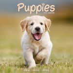 Puppies Calendar 2025 Square Animal Wall Calendar - 16 Month