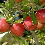 Braeburn Apple Tree, Mini Patio Fruit Tree, Ideal for Small Gardens & Patios, Heavy Cropping, Delicious Fruit, Low Maintenance, 1 x Malus (Apple) Braeburn Plant in a 9cm Pot by Thompson and Morgan