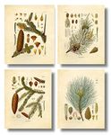 Ink Inc. Vintage Botanical Prints | Evergreen Trees Forest Wall Art Pine | Set of 4 8x10 Unframed