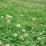 Outsidepride Perennial White Dutch Clover Seed - 1/4 lbs. Nitrocoated, Inoculated Clover Seeds for Lawn Alternative, Erosion Control, Food Plots, Ground Cover, & Pasture Mixtures in USDA Zones 3-10