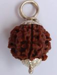 Astro Cart 3 Mukhi Rudraksha Nepali Pure Teen Mukhi Rudraksh तीन मुखी रुद्राक्ष 3 Face Rudraksha Original Certified 3 मुखी रुद्राक्ष Brown Holy Beads for Men & Women