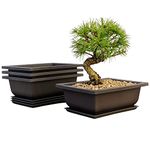 BonsaiOutlet Bonsai Tree Pot & Tray - 6 inch - Classic Brown 3 - pack