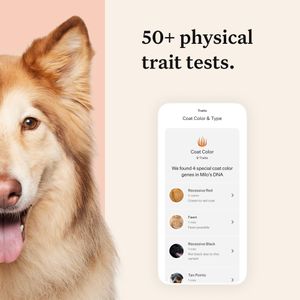 Wisdom Panel Premium Dog DNA Test – Breed & Health Screening Kit
