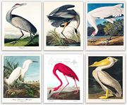 Bird Wall Art & Vintage Bird Wall Decor / Audubon Bird Poster, Great Home Audubon Birds Decor / Tropical Wall Decor - Tropical Painting & Birdwatcher Gifts Home Office Wall Art, Animal Lover Room Art (12 x 16)