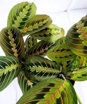 Maranta Fascinator - Tricolour Prayer Plant - 20-30cm in Height in a 12cm Pot