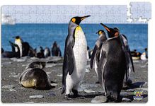 Webby Penguins On Seashore Wooden Jigsaw Puzzle for Kid, 252 Pieces