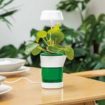 Light For Indoor Plants