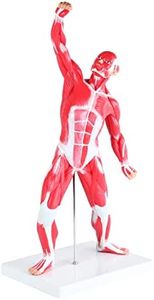 MonMed Human Muscle Model – 20in Mini Human Muscle Figure Human Anatomy Muscle Model Muscular System Model