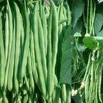 VibeX Green French Bean Seeds-100 Seeds