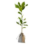 Leafy Branches Oak Tree Gift. British-Grown Sapling For All Occasions: Weddings, Birthdays, Births, Christenings, Funerals, Christmas. Ready-to-Plant Year-Round. Sustainable Gifting.