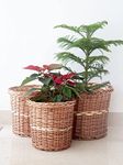 Rustic Rituals 100% Natural and Handmade Wicker Planter for Indoor Outdoor Garden Patio Terrace Balcony Table Shelf, Storage Basket for Table and Shelf, Flower Pot (Pack of 3)