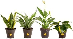 Costa Farms Live House Plants (4 Pa