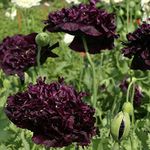 Outsidepride 10000 Seeds Annual Black Papaver Peony Poppy Flower Seeds for Planting