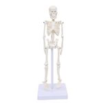 Labzio Micro Skeleton Model — 21cm Height, Anatomical Learning Human Skeleton for Students | Easy to Carry | Made of PVC Plastic | Mini Skelton Model For Science Laboratory, Home, Educational Trips