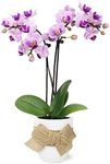 Just Add Ice JA5151 Pink Orchid in White Ceramic with Burlap Bow - Live Indoor Plant, Long-Lasting Flowers, Gift for Mother's Day, Spring Décor, Shabby Chic, Rustic Farmhouse - 2.5" Diameter, 9" Tall