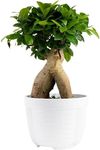 Costa Farms Bonsai Miniature Tree L