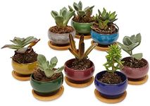 Okuna Outpost Set of 8 Miniature Ceramic Pots with Drainage Hole and Tray for Succulents (1.6 x 2.5 in)