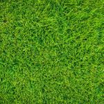 Radha Krishna Agriculture® Zoysia lawn grass seeds Fast Growing and Durable For Gardening (PACK OF 50 SEEDS)