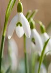 Gebdinsh Garden® Imported Snow Drop Flower Plants Bulbs For Outdoor Gardening (Pack Of 5 Bulbs)