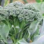 Broccoli Seeds - Green Sprouting - 