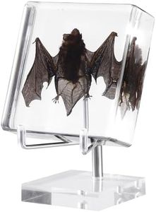 Taxidermy Bat , Real Bat Specimens Animal Specimen in Resin with Acrylic Base Display Stand for Science Classroom Science Education.Unique Gift for Fans of Taxidermy, Animal Skull, Oddities, Biology