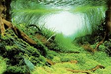 Superfish Deco Poster C5 120cm x 61cm (Mossy Aquascapes) Aquarium Background