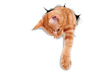 Winston & Bear 3D Cat Stickers - 2 Pack - Reaching Ginger Decals for Wall - Orange Cat Stickers for Car - Fridge - Toilet - Room - Retail Packaged Orange Cat Gift