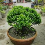 IXORA Table Kamini Satin Wood Kunti Fragrant Flower Shrubs Live Plants & Tree(1-2 Feet Size)