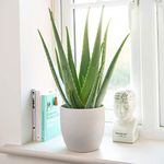 Plant Theory 30cm Aloe Vera Barbadens Indoor House Plant Fast Growing Easy Care 12cm Pot