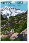 Lantern Press 8x12 Inch Art Print Wall Decor, Mount Rainier National Park, Washington, Meadow and Marmots