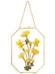 REDHUGO Pressed Flower Frames, Glass Floating Frames for Display Dried Plant Specimen Picture, Hanging Brass Photo Frame with Chain, Double Clear Glass, Vintage Wall Decor, Octagon