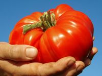 PREMIER SEEDS DIRECT- TOMATO SEEDS - GIANT TREE - 40 FINEST SEEDS