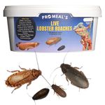 Promeal Live Lobster Roaches - High Protein Treat Food for Aquarium Fishes Like Arowana, Flowerhorn and Birds, Reptiles, Monkeys and Other Pets of All Life Stages (50)